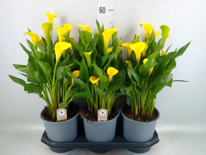 <h4>Zantedeschia  'Sunclub'</h4>