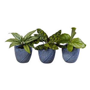 CALATHEA HYBRIDA p6 L 65970