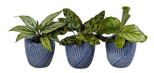 <h4>CALATHEA HYBRIDA p6 L 65970</h4>