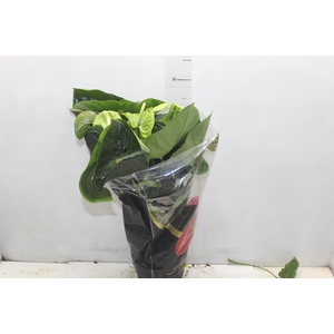 ANTH GREEN KING P17 PREMIUM