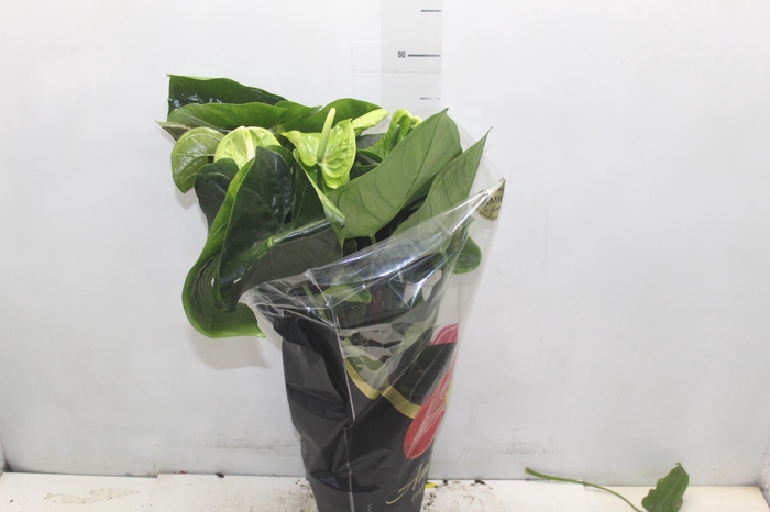 <h4>ANTH GREEN KING P17 PREMIUM</h4>