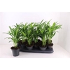 arr8 Dypsis Lutescens