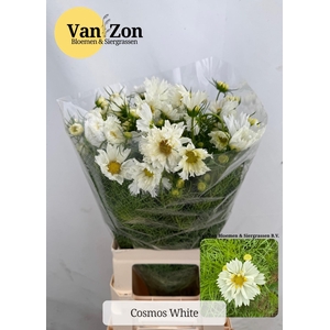 COSMOS BIPINNATUS