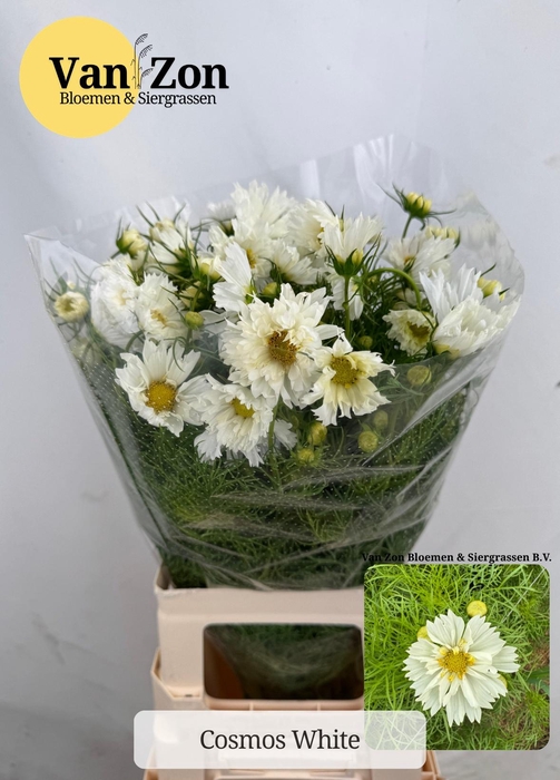 <h4>COSMOS BIPINNATUS</h4>