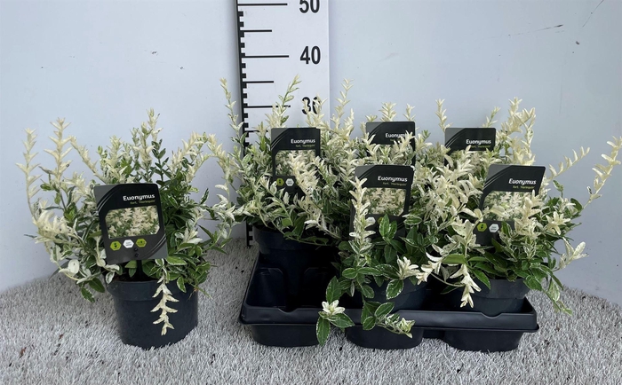 Euonymus fortunei 'Harlequin'