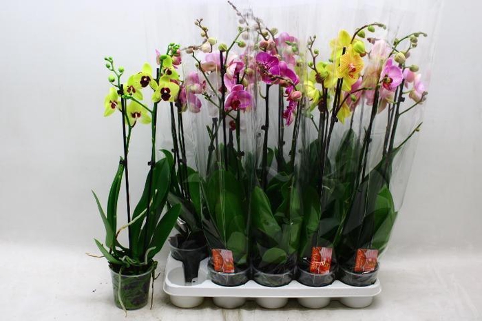 <h4>PHAL GEM 7 KL</h4>