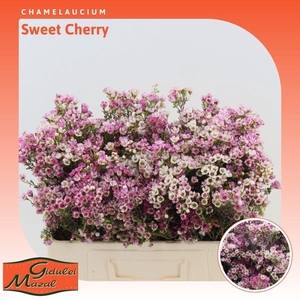 Chamelaucium Sweet Cherry