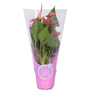 MoreLIPS® Anthurium Sweet Dream in ShowHoes