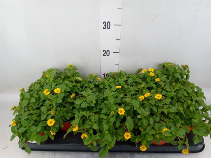 <h4>Sanvitalia proc.</h4>