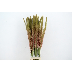 EREMURUS OASE