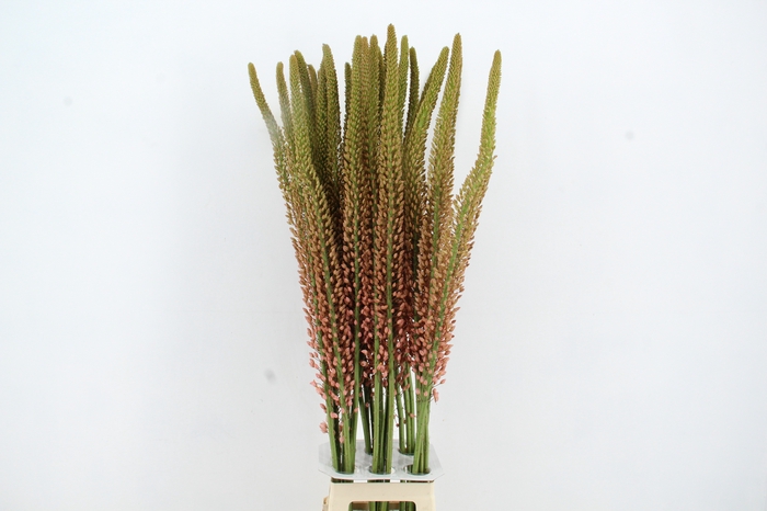 <h4>EREMURUS OASE</h4>