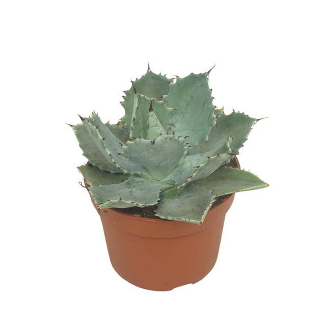<h4>Agave potatorum</h4>