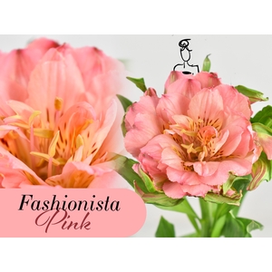 Alstroemeria fashionista pink