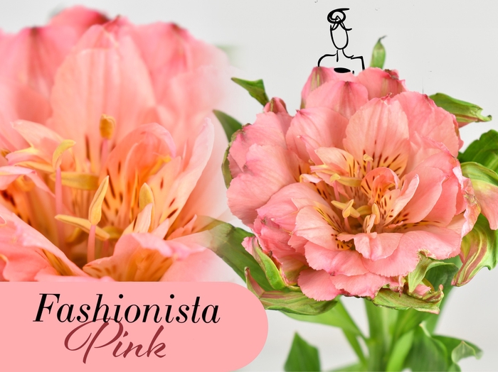 Alstroemeria fashionista pink
