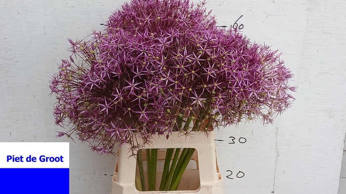 <h4>ALLIUM CHRISTOPHII</h4>
