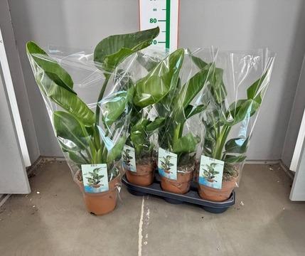 <h4>STRELITZIA NICOLAI</h4>