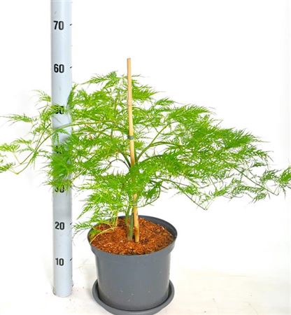 <h4>Acer Palm Dissectum</h4>