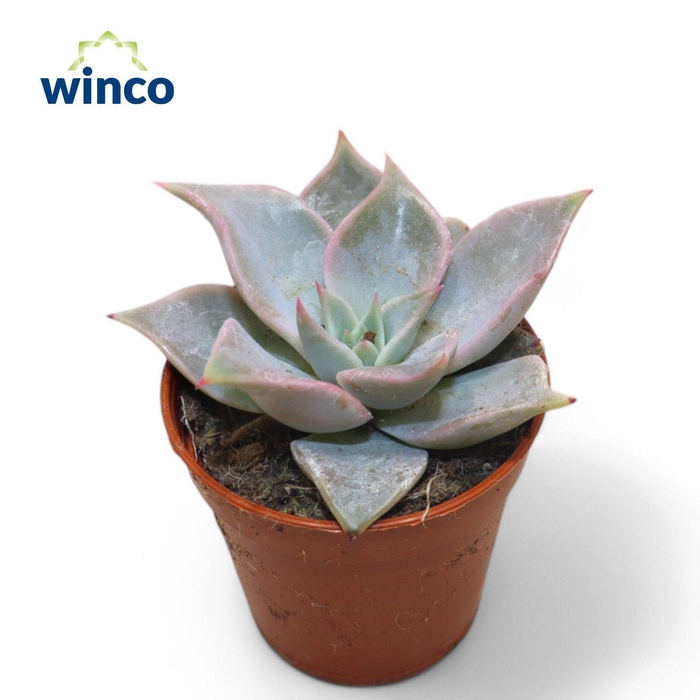 <h4>Echeveria Madiba</h4>