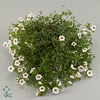 CALIB MINIF WHITE+EY