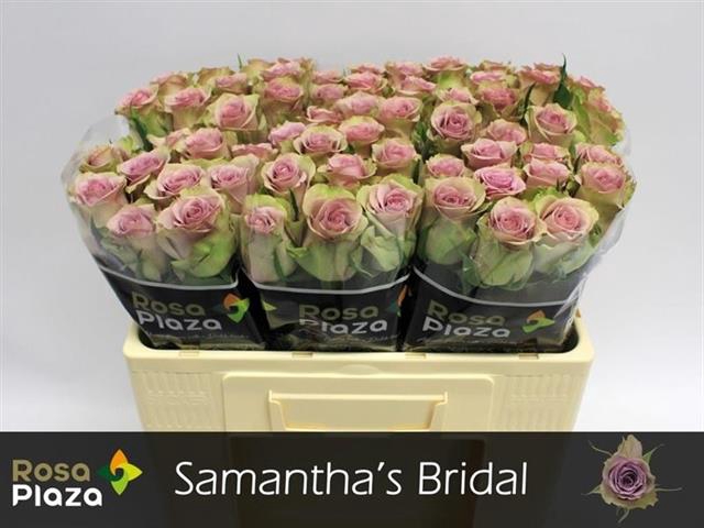 R GR SAMANTHA BRIDAL