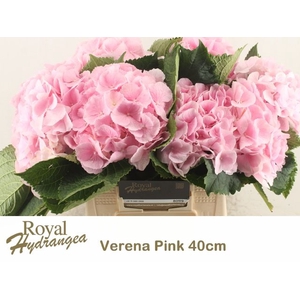HYDR M CH VERENA