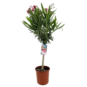 Nerium oleander
