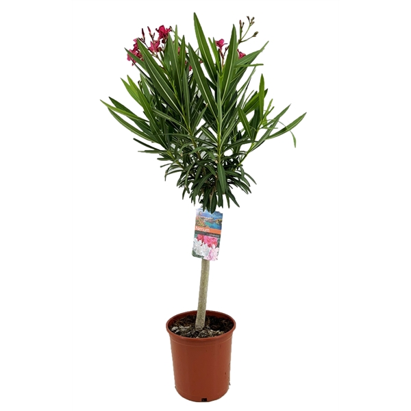 <h4>Nerium oleander</h4>