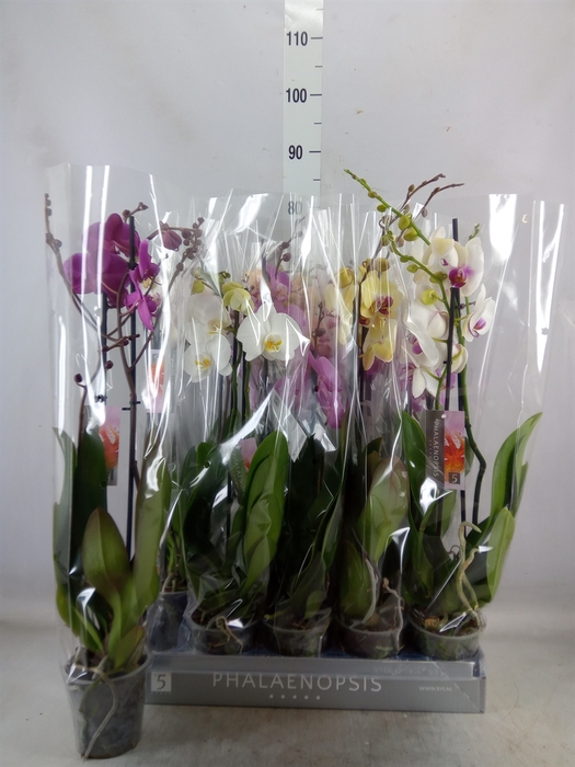 <h4>Phalaenopsis   ...mix  7</h4>