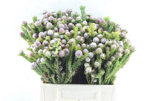 <h4>KAAPS GROEN</h4>