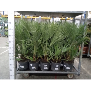 Chamaerops humilis