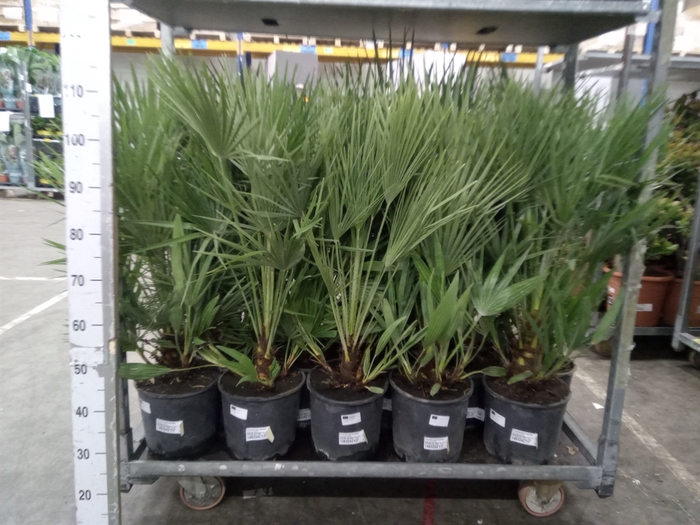 <h4>Chamaerops humilis</h4>