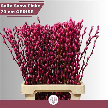<h4>T Salix Sn Fla Cerise</h4>