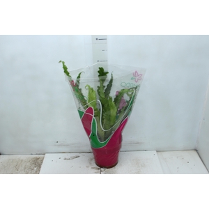 ASPLENIUM OSAKA CRESPO P19