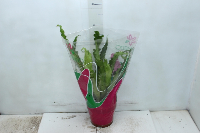 <h4>ASPLENIUM OSAKA CRESPO P19</h4>