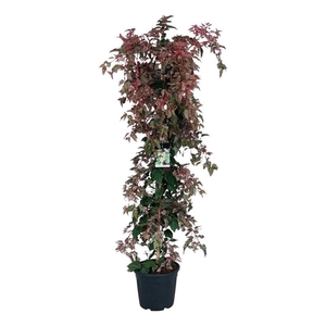 Acer consp. 'Red Flamingo'