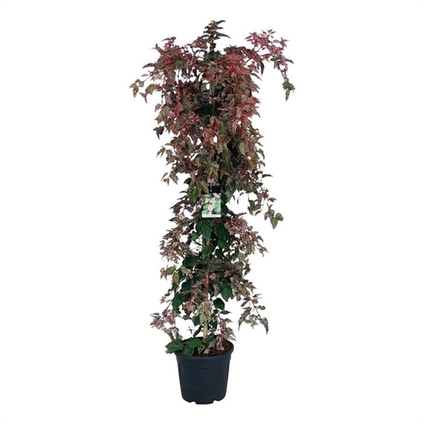 <h4>Acer consp. 'Red Flamingo'</h4>