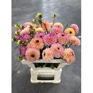 Dahlia Yell Eyed Jill