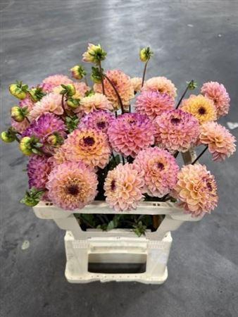 <h4>Dahlia Yell Eyed Jill</h4>