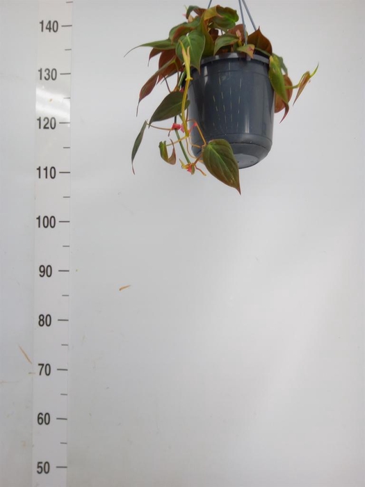 <h4>Philodendron   ...</h4>