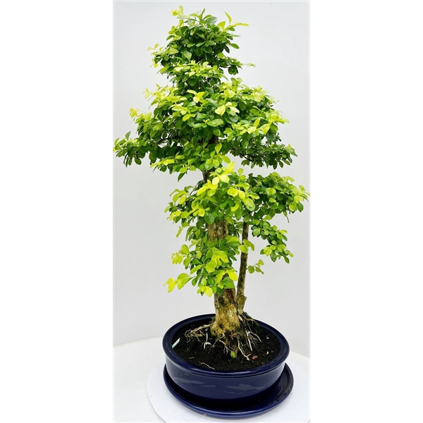 <h4>Duranta repens, pot 38 cm, height 105cm. With driptray. (single item)</h4>