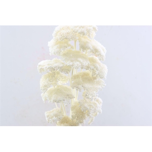 Pres Achillea Parker Bleached Bunch