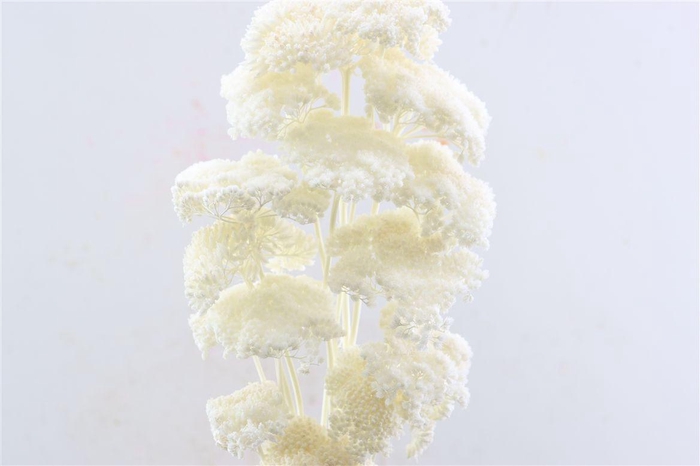 <h4>Pres Achillea Parker Bleached Bunch</h4>