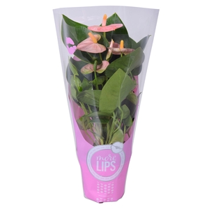 MoreLIPS® Anthurium Spirit in ShowHoes