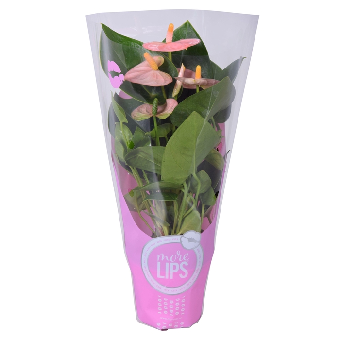 <h4>MoreLIPS® Anthurium Spirit in ShowHoes</h4>