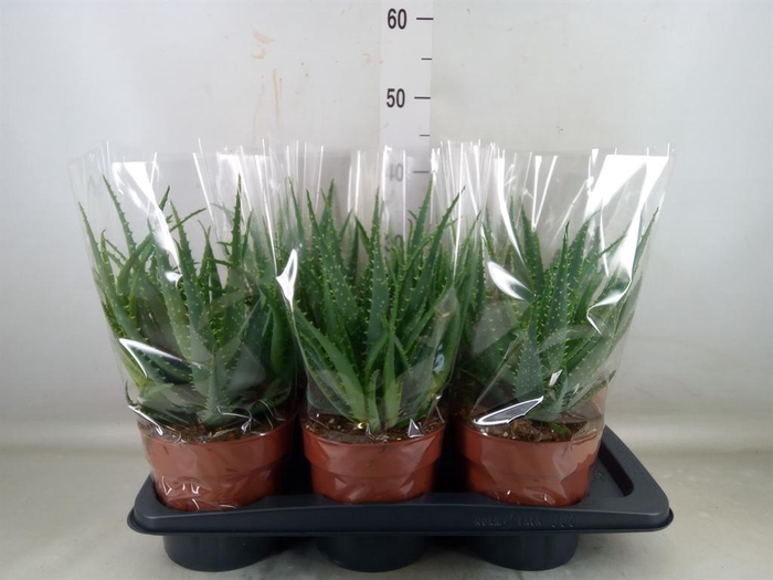 <h4>Aloe arborescens</h4>
