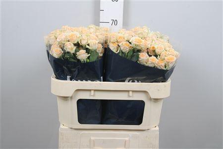 <h4>R Tr Trinity</h4>