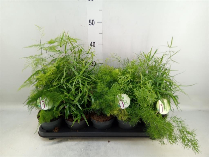 <h4>Asparagus   ...mix</h4>