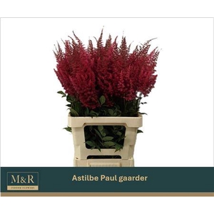 ASTIL AR PAUL GAARDE