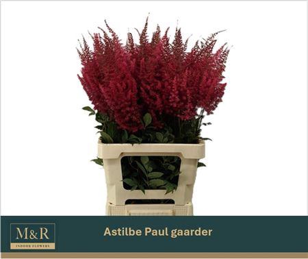 <h4>ASTIL AR PAUL GAARDE</h4>