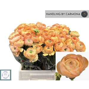 RANUNCULUS OV
